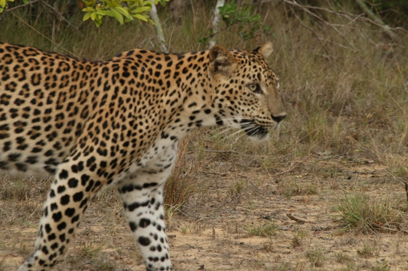 Wildlife and nature placeholder